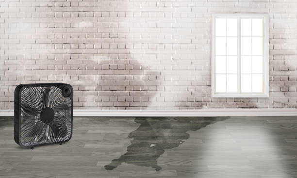 Best Professional water damage repair  in Mystic, CT